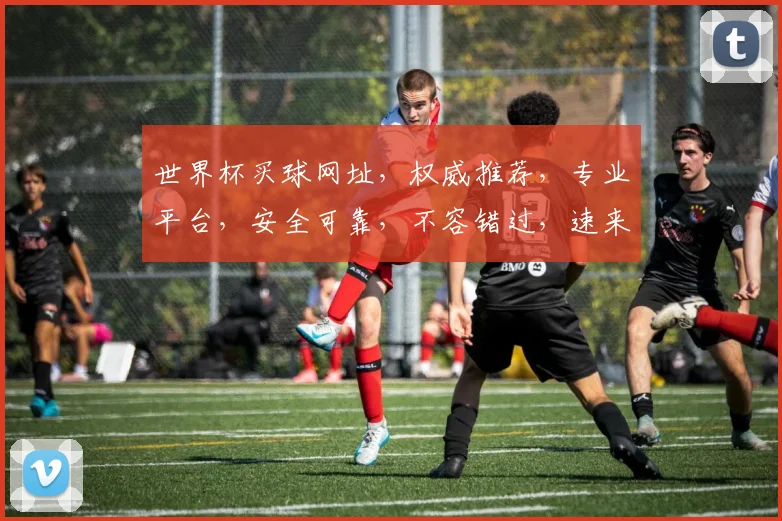 世界杯买球网址，权威推荐，专业平台，安全可靠，不容错过，速来参与